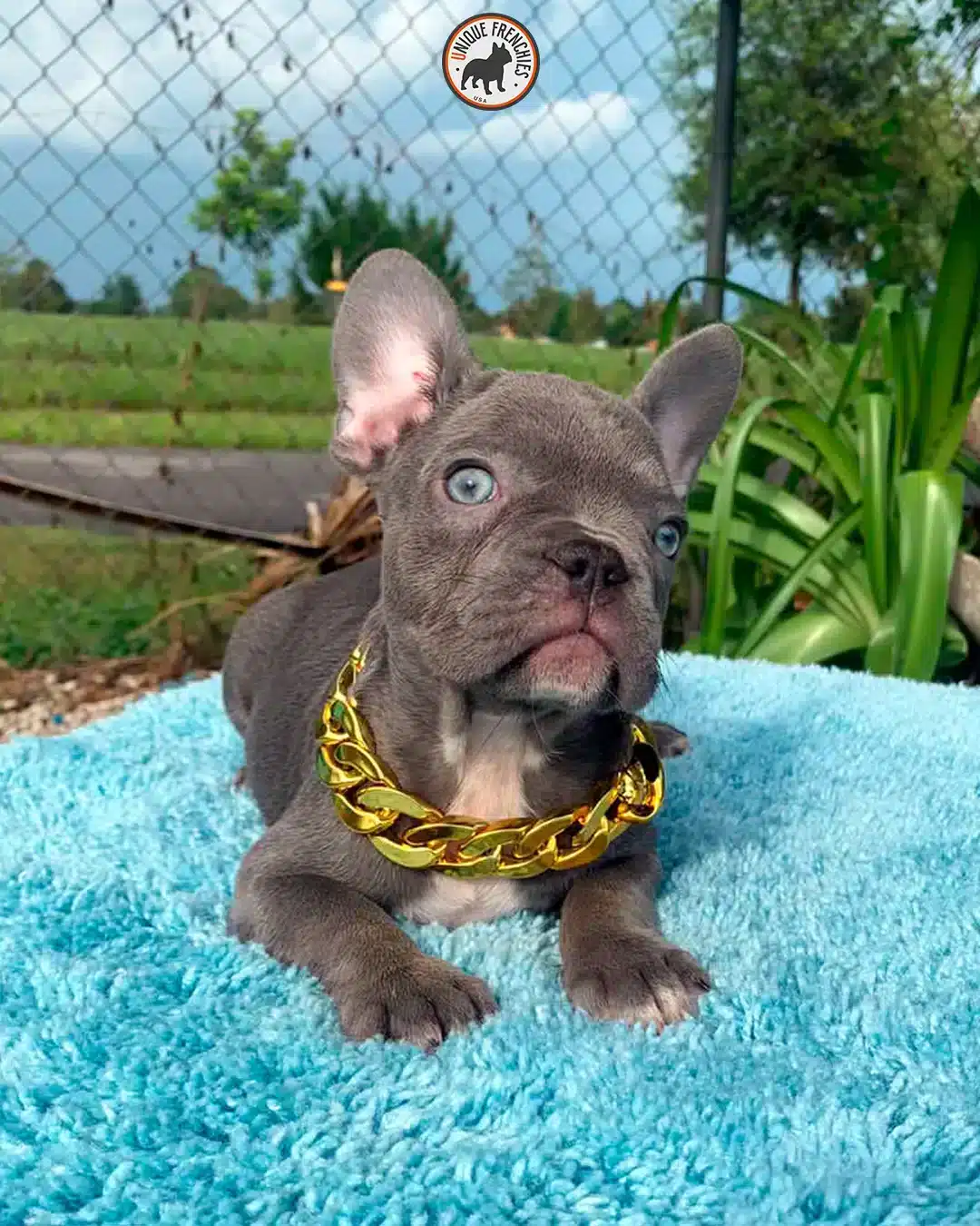Kiki